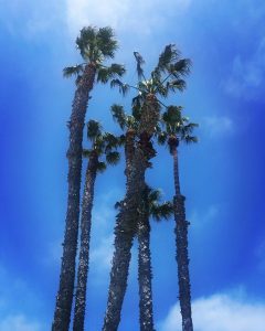 Palm trees in Los Angeles